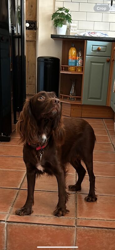 Cocker Spaniel puppies for sale in Camborne, Cornwall – 4 weeks old