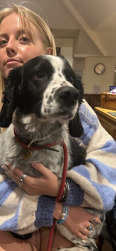 Cocker Spaniel puppies for sale in Camborne, Cornwall – 7 weeks old - Image 2 of 3