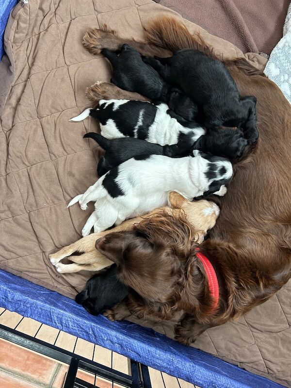 Cocker Spaniel puppies for sale in Camborne, Cornwall – 7 weeks old - Image 3 of 3