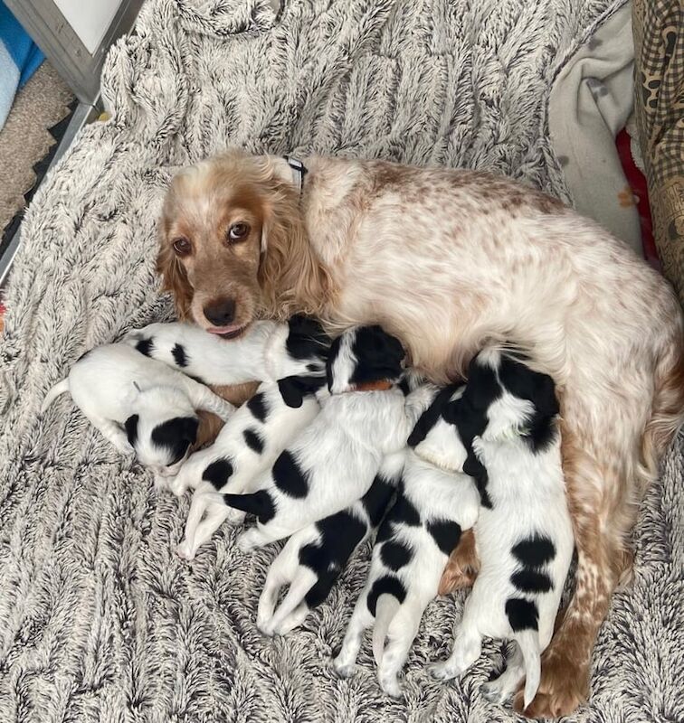 Cocker Spaniel puppies for sale in Woodbridge, Suffolk – 8 weeks old