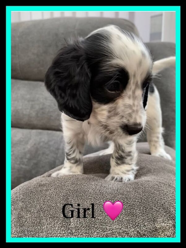 Cocker Spaniel puppies for sale in Woodbridge, Suffolk – 8 weeks old - Image 2 of 3
