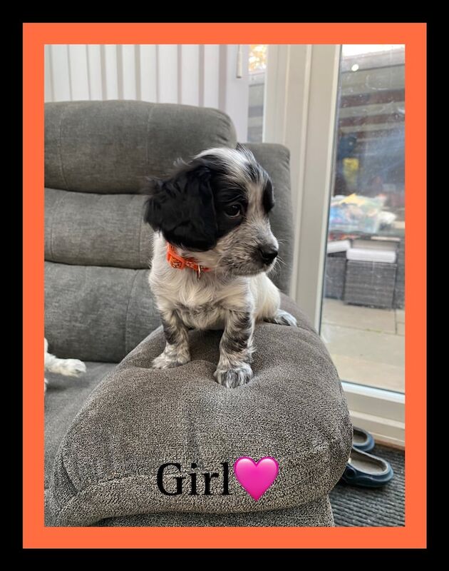 Cocker Spaniel puppies for sale in Woodbridge, Suffolk – 8 weeks old - Image 3 of 3