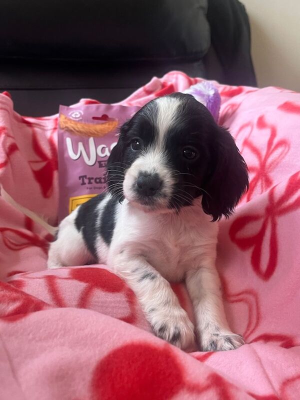 Sprocker spaniel puppies