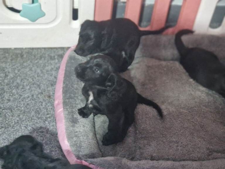 Sprocker Spaniel Puppies