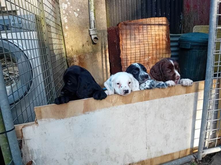 Sprocker spaniel puppies