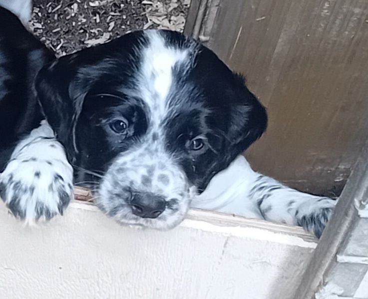 Sprocker spaniel puppies - Image 2 of 3