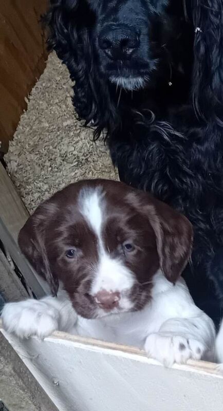 Sprocker spaniel puppies - Image 3 of 3