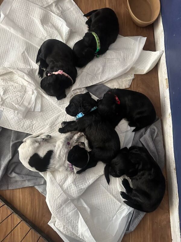 Sprocker spaniel puppies