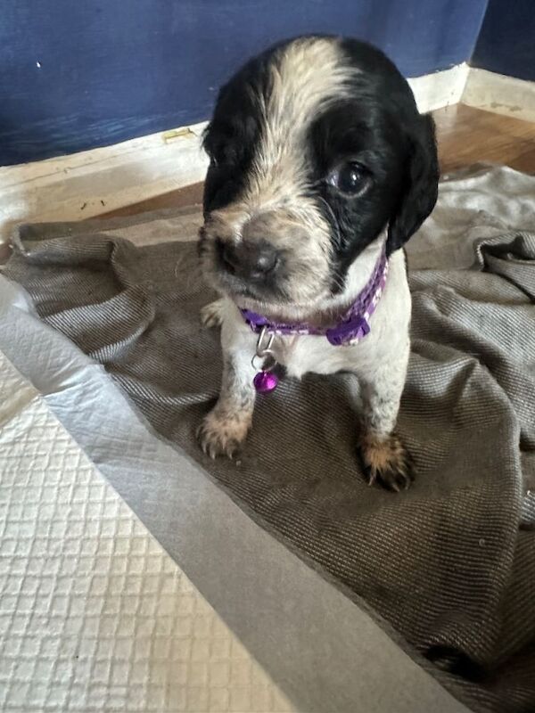 Sprocker spaniel puppies - Image 2 of 6