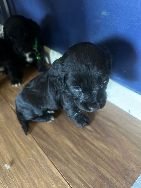 Sprocker spaniel puppies - Image 3 of 6