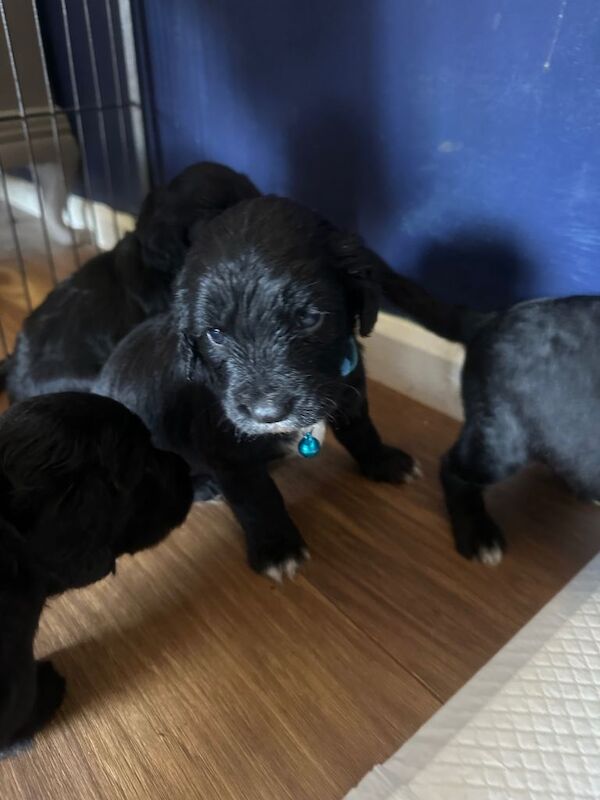 Sprocker spaniel puppies - Image 4 of 6