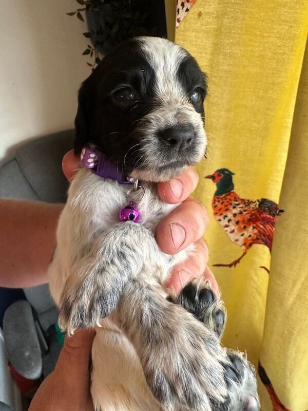 Sprocker spaniel puppies - Image 5 of 6