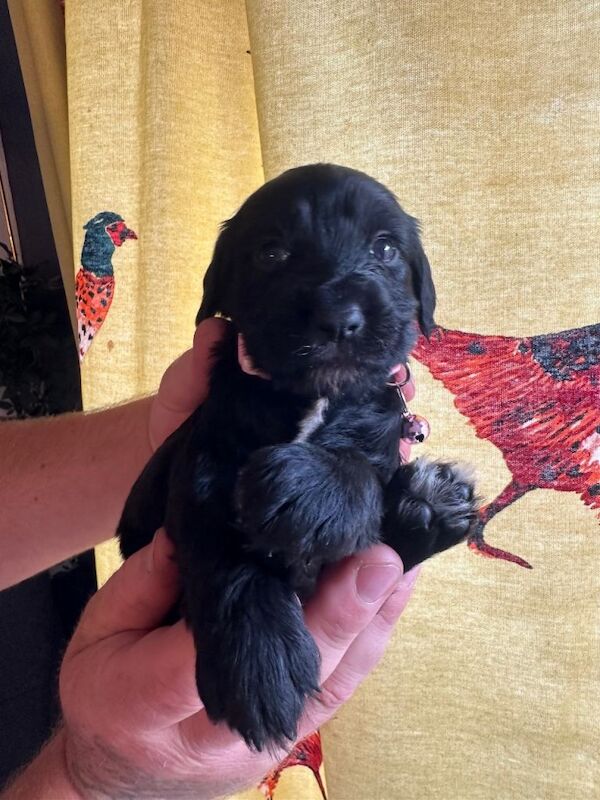 Sprocker spaniel puppies - Image 6 of 6