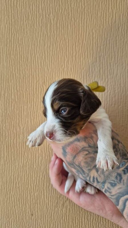 Sprocker Spaniel Puppies - Image 2 of 6