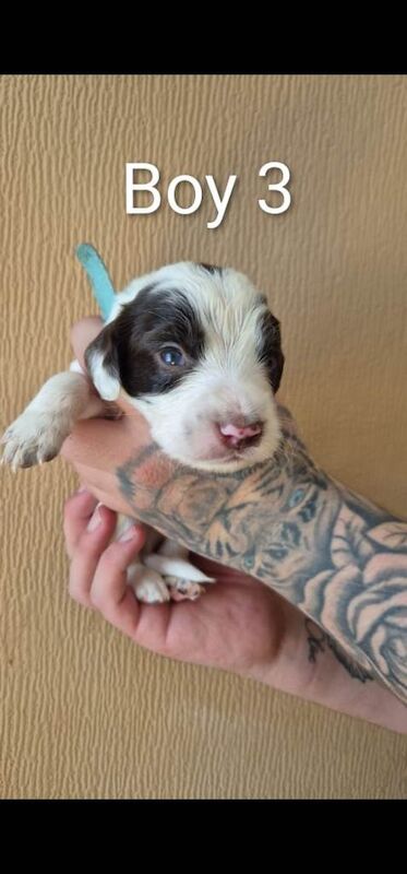 Sprocker Spaniel Puppies - Image 3 of 6