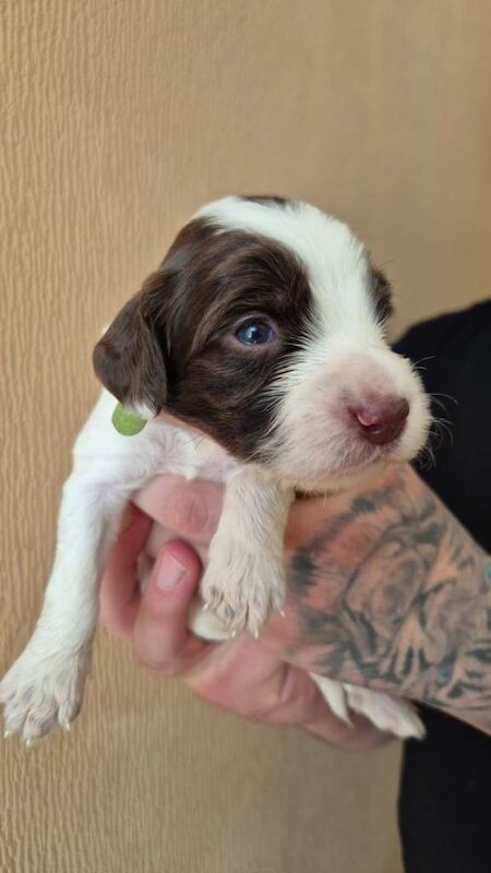 Sprocker Spaniel Puppies - Image 4 of 6