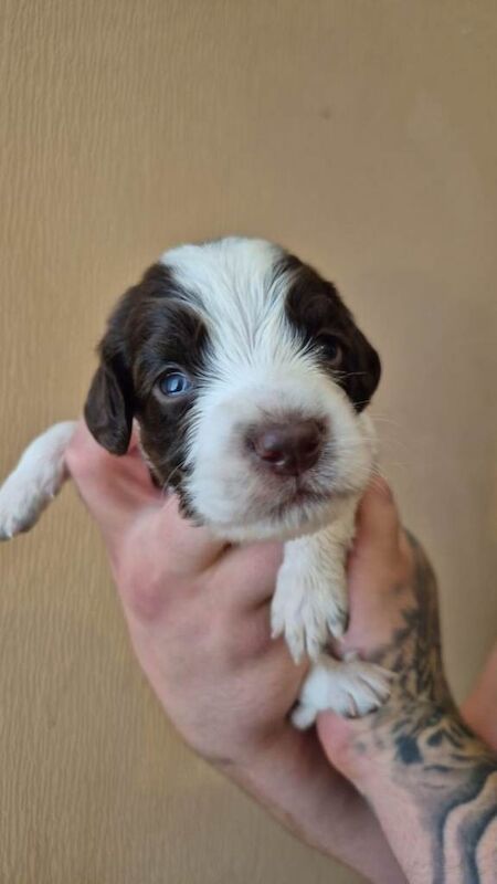Sprocker Spaniel Puppies - Image 5 of 6