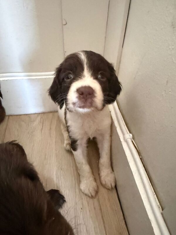 Sprocker spaniel puppies