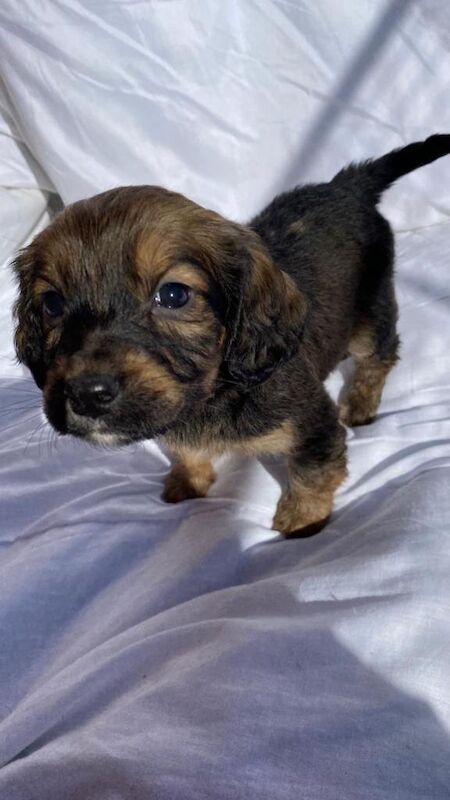 Sprocker Spaniel Puppies (Cocker Spaniel x Springer) Only 6 Left £500