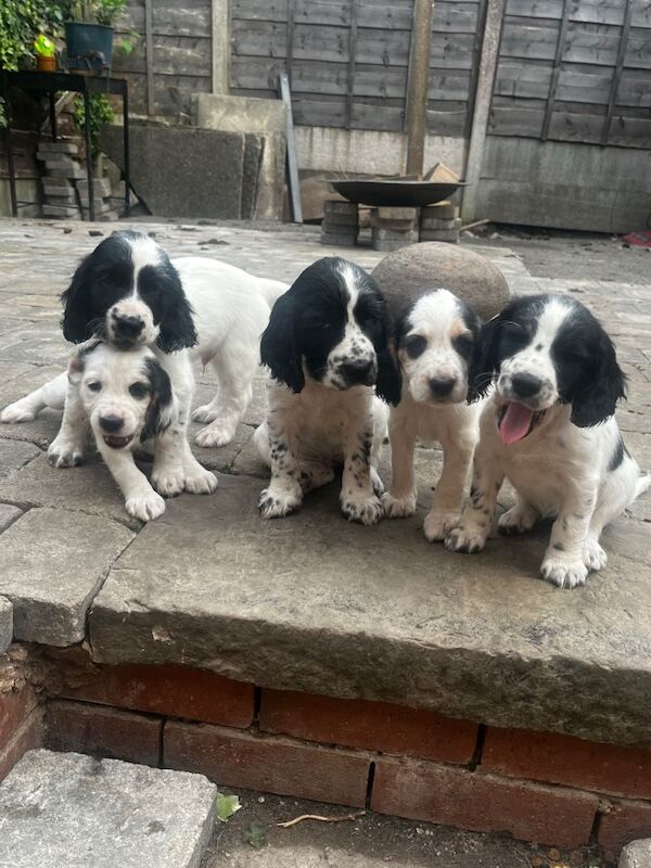Sprocker spaniels