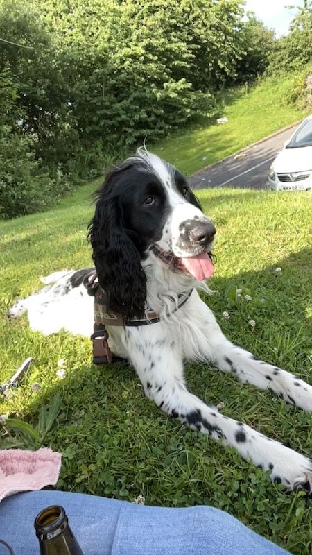 Sprocker spaniels - Image 2 of 5