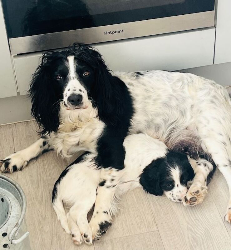 Sprocker spaniels - Image 3 of 5