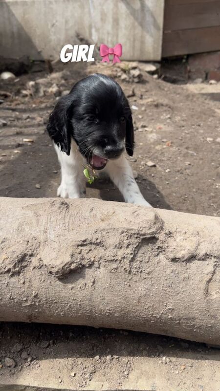 Sprocker spaniels - Image 4 of 5