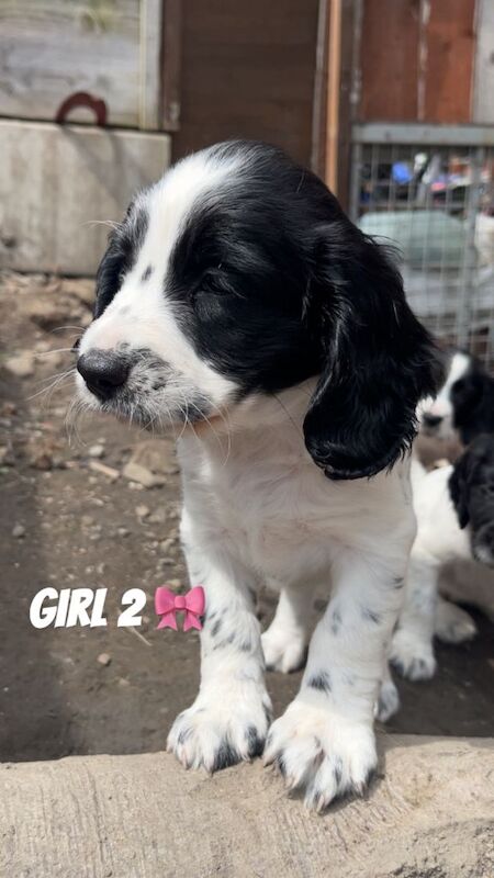 Sprocker spaniels - Image 5 of 5