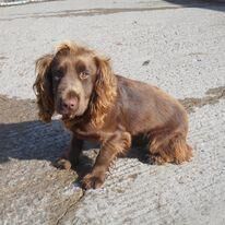 Cocker Spaniel puppies for sale in Whitby, North Yorkshire – 1 year old - Image 2 of 5