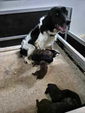 Cocker Spaniel puppies for sale in Whitby, North Yorkshire – 1 year old - Image 3 of 5