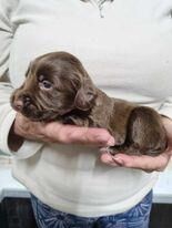 Cocker Spaniel puppies for sale in Whitby, North Yorkshire – 1 year old - Image 4 of 5