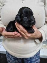 Cocker Spaniel puppies for sale in Whitby, North Yorkshire – 1 year old - Image 5 of 5