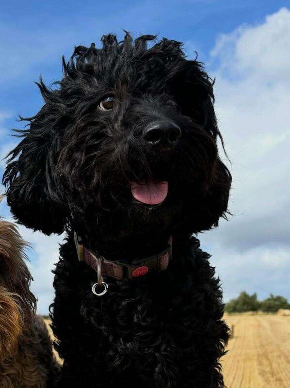Working Cocker Spaniel Puppies For Sale