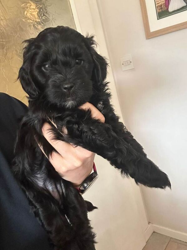 Sprockerpoo puppies - Image 3 of 3