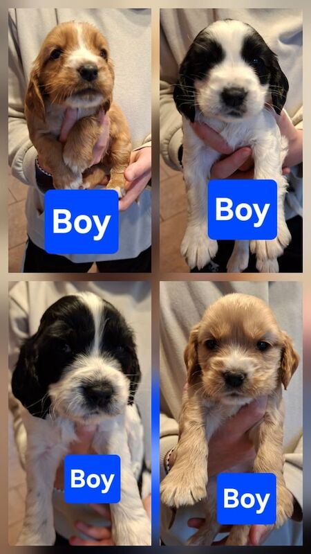 Cocker Spaniel puppies for sale in Dungannon, County Tyrone – 6 weeks old
