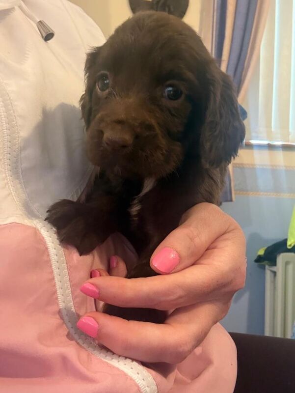 Sprockers puppies - Image 2 of 3