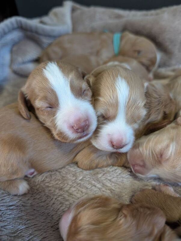 Sprocket puppies