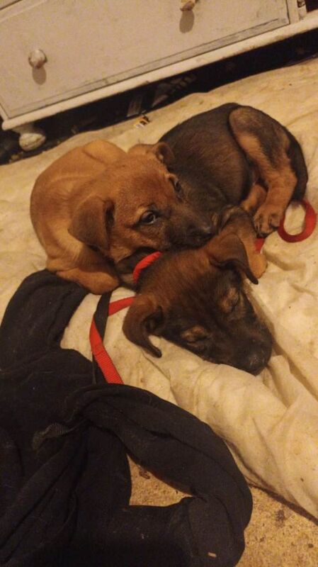 Cocker Spaniel puppies for sale in Harrogate, North Yorkshire – 10 weeks old