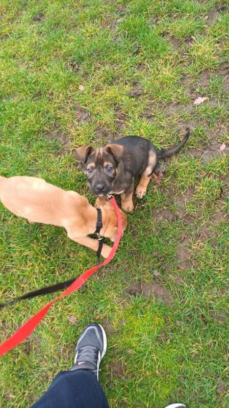 Cocker Spaniel puppies for sale in Harrogate, North Yorkshire – 10 weeks old - Image 2 of 3