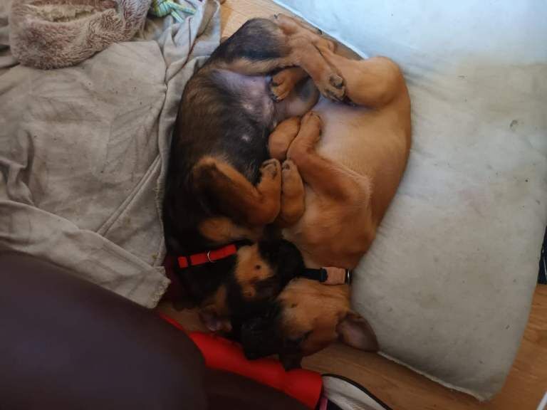 Cocker Spaniel puppies for sale in Harrogate, North Yorkshire – 10 weeks old - Image 3 of 3