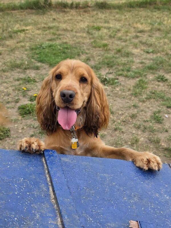 Star quality show type cocker spaniel