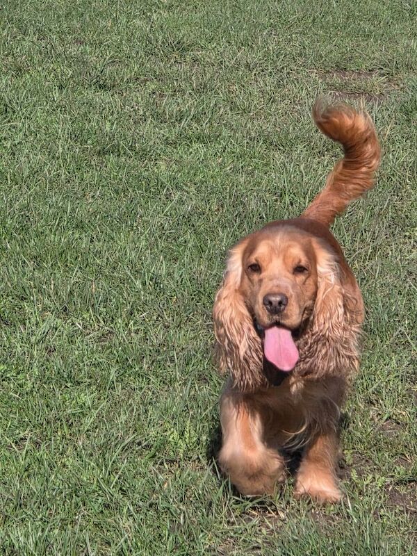 Star quality show type cocker spaniel - Image 4 of 11