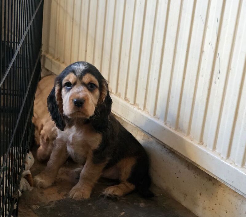 Star quality show type cocker spaniel - Image 6 of 11