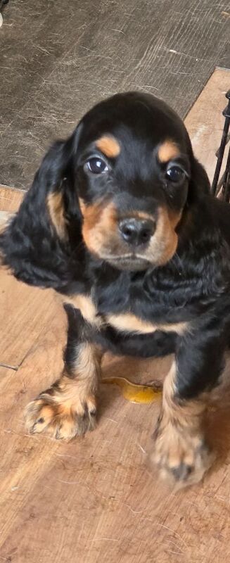 Star quality show type cocker spaniel - Image 7 of 11