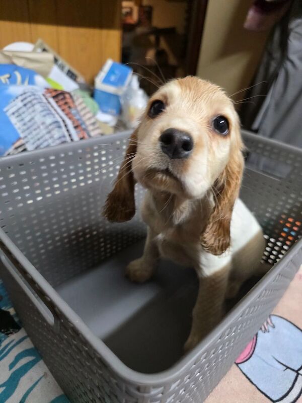 Star quality show type cocker spaniel - Image 8 of 11
