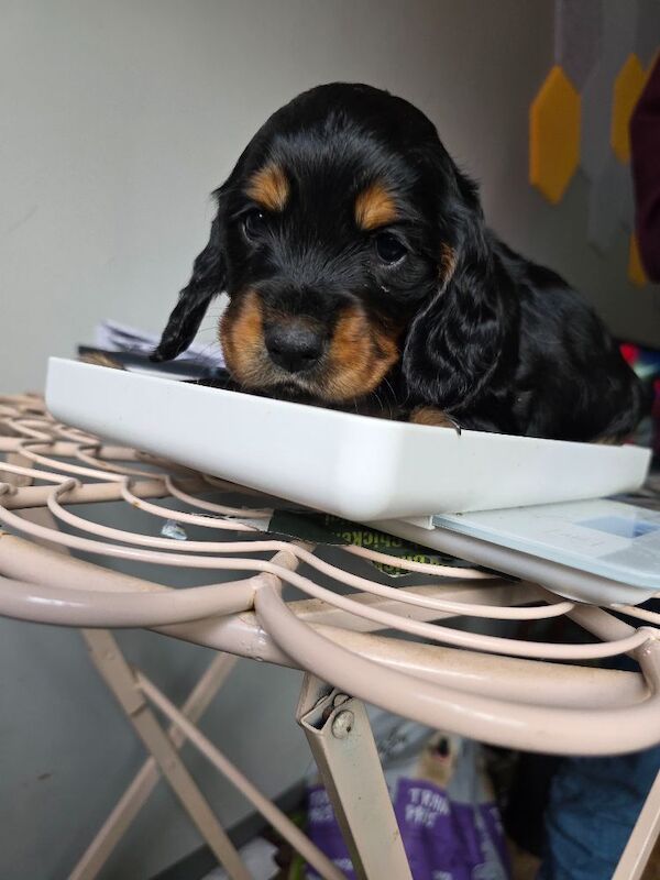Star quality show type cocker spaniel - Image 10 of 11