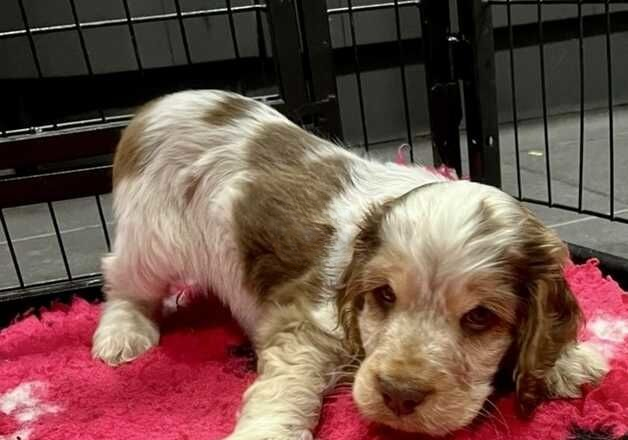 Cocker Spaniel puppies for sale in Gainsborough, Lincolnshire – 1 year old - Image 2 of 2