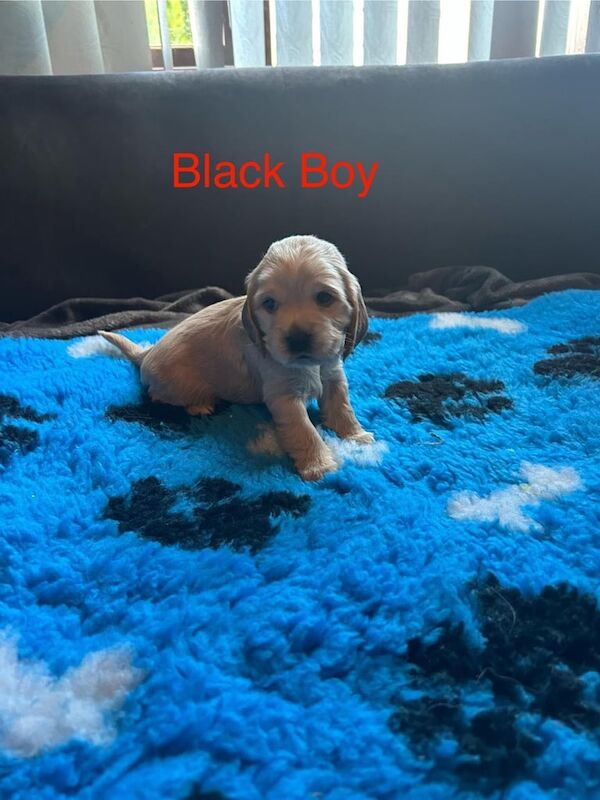Cocker Spaniel puppies for sale in Belfast, County Antrim – 1 year old - Image 2 of 3