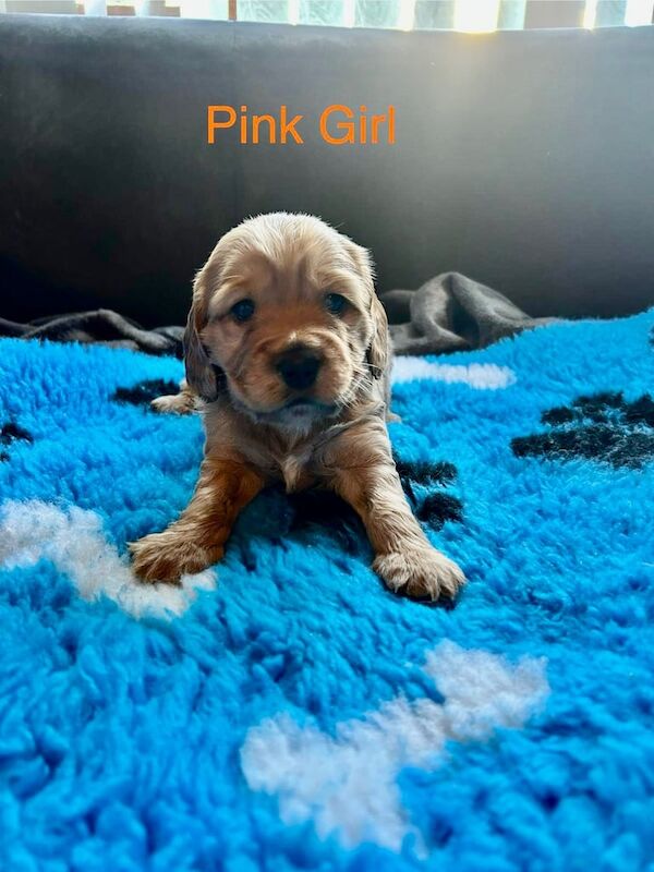 Cocker Spaniel puppies for sale in Belfast, County Antrim – 1 year old - Image 3 of 3