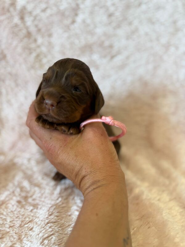 Stunning Cocker Pups - Excellent Breeding